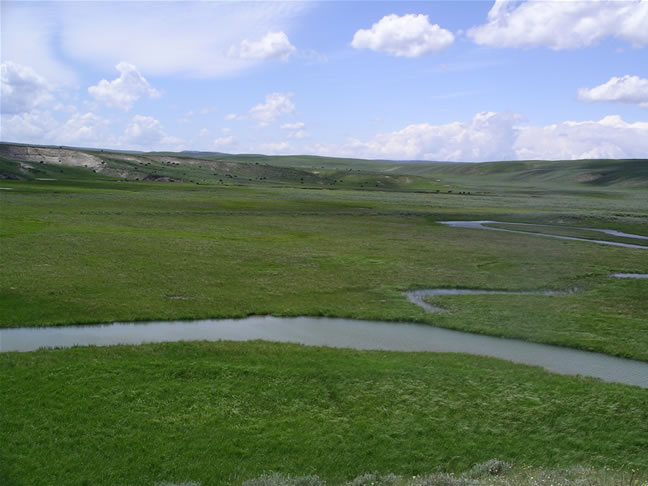 images/Bison enjoyning their time (2).jpg